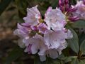 Rhododendron Herkules-1 Różanecznik